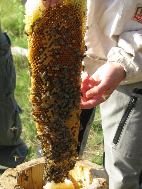 Heuneburg – Stadt Pyrene, Imkerei zur Keltenzeit, Bienenstock