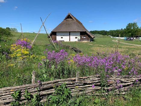 Heuneburg – Stadt Pyrene, naturbelassene Wiese mit rekonstruiertem Keltenhaus