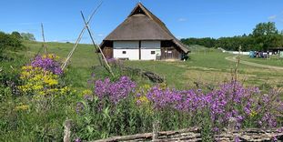 Heuneburg – Stadt Pyrene, naturbelassene Wiese mit rekonstruiertem Keltenhaus