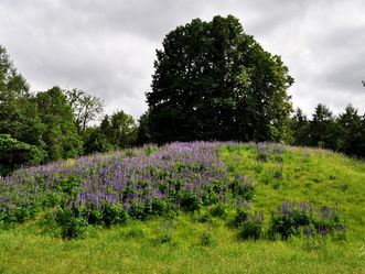 Grabhügel im Umfeld der Heuneburg – Stadt Pyrene