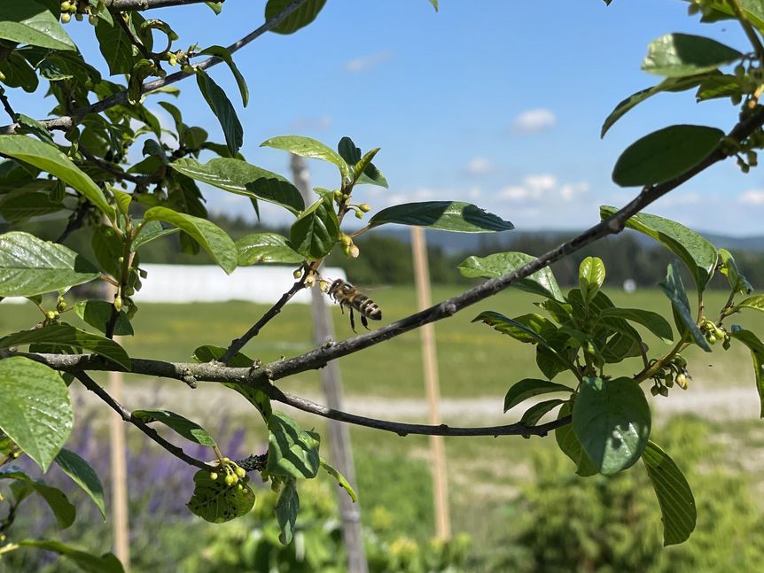 Bienen laben sich am Nektar der Bäume auf der Heuneburg.